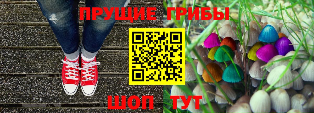 Галлюциногенные грибы Psilocybe Мичуринск